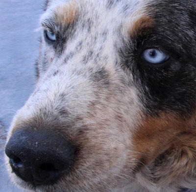 blue dog closeup